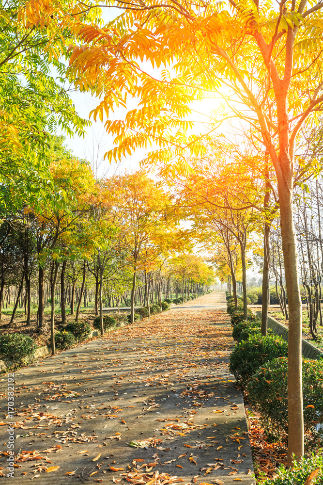 公园里美丽的秋天的树和路