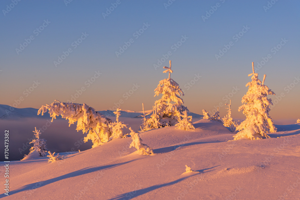 白雪皑皑的树木构成的戏剧性冬季场景。