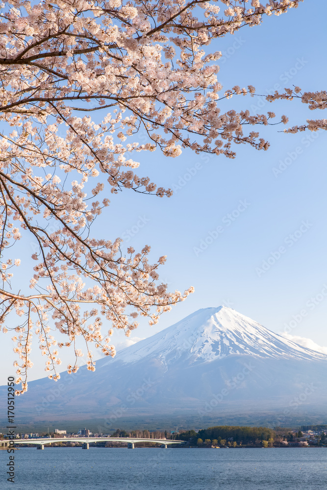 Sakura cherry blossom and Mt. Fuji at Kawaguchiko lake , Japan  in spring season