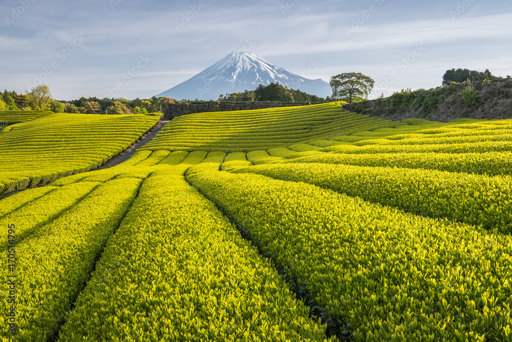 静冈县春天的茶园和富士山