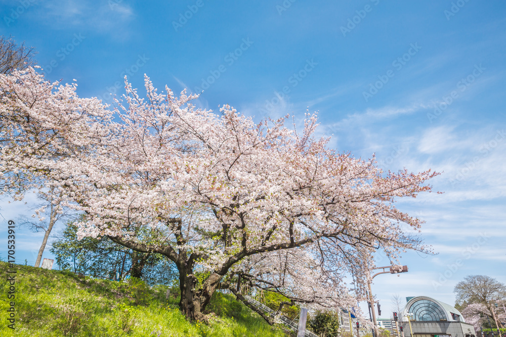 都会の桜