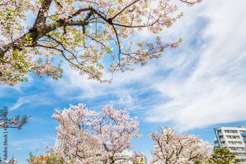 都会の桜