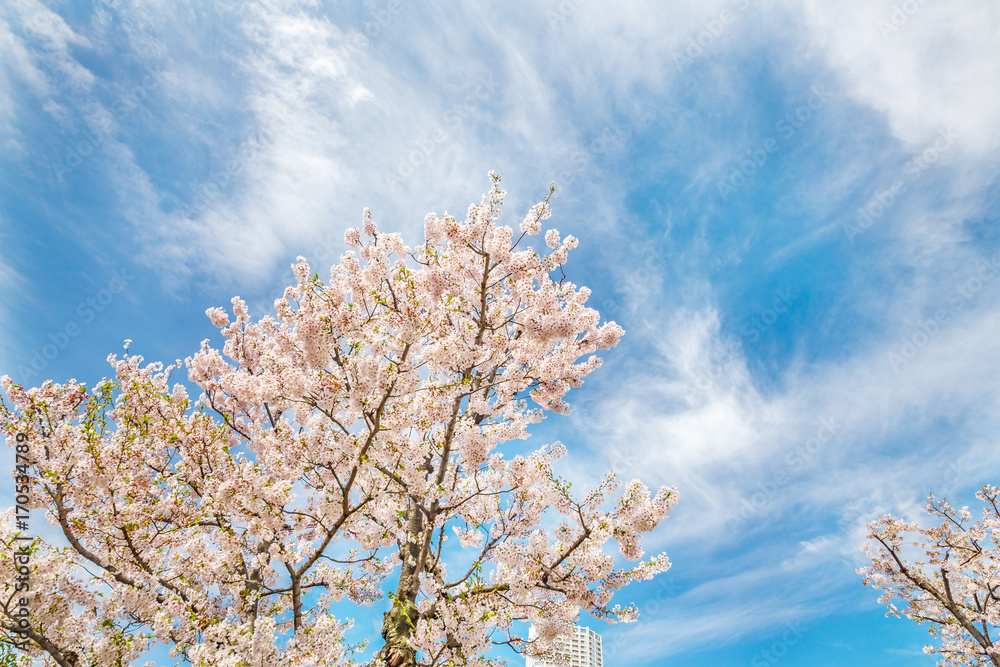 青空と桜