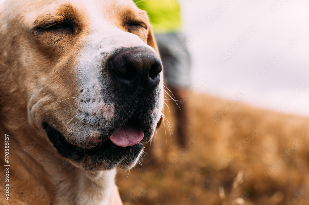 院子里的拉布拉多犬。