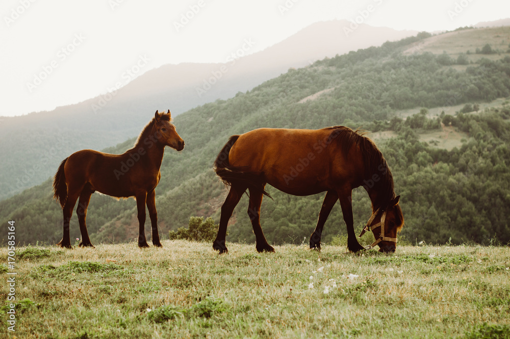 Two horses are grazed on a meadow