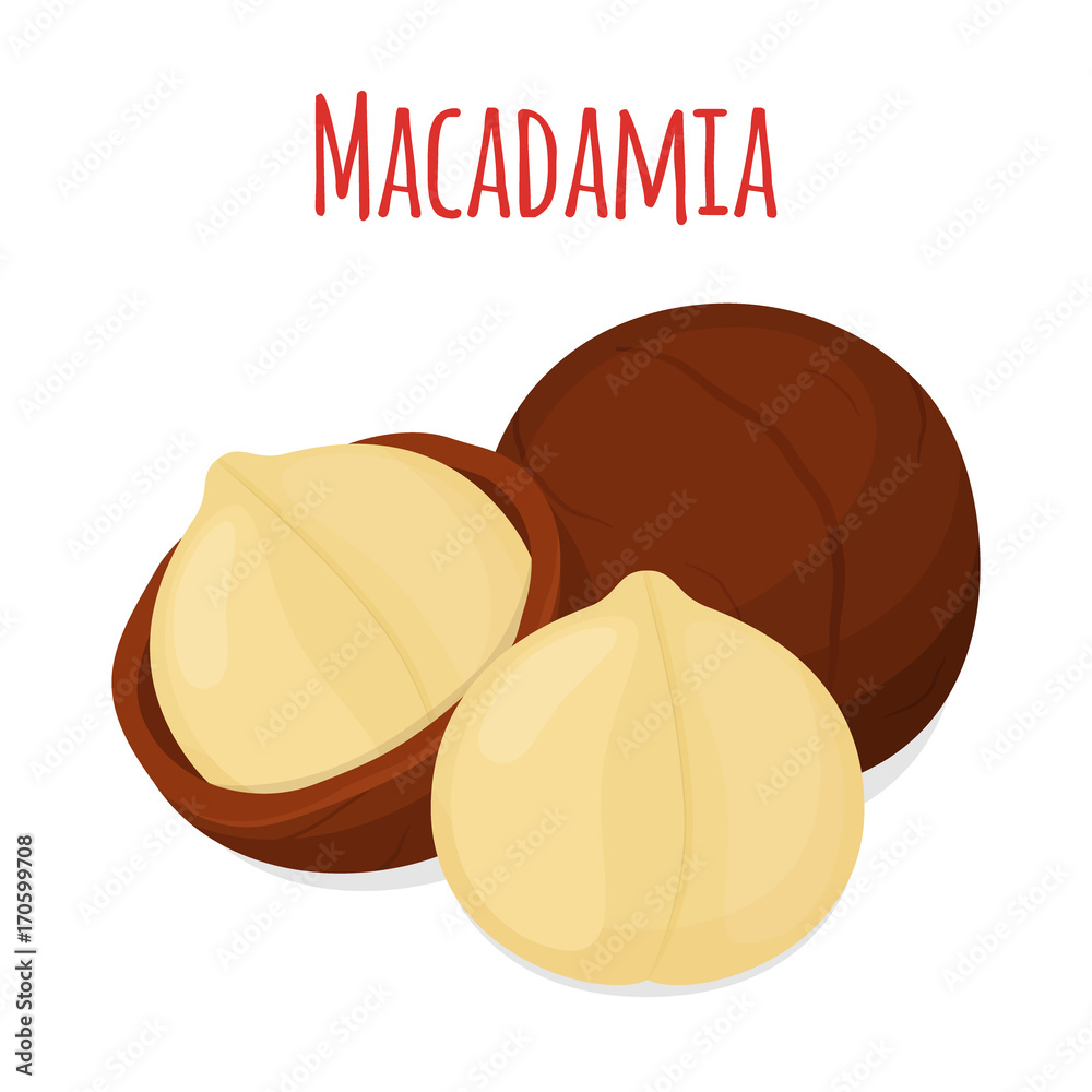 Organic macadamia, nutrition nut, oil ingredient. Flat style. Vector illustration