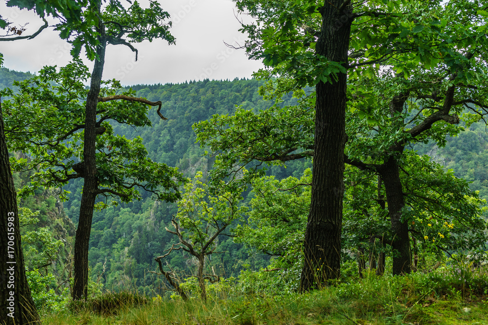 Wunderschöne Natur im Harz