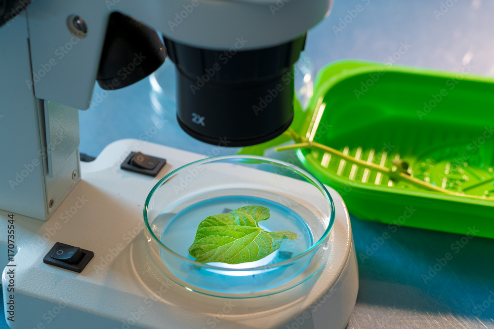 Research of green plant leaves in a scientific laboratory