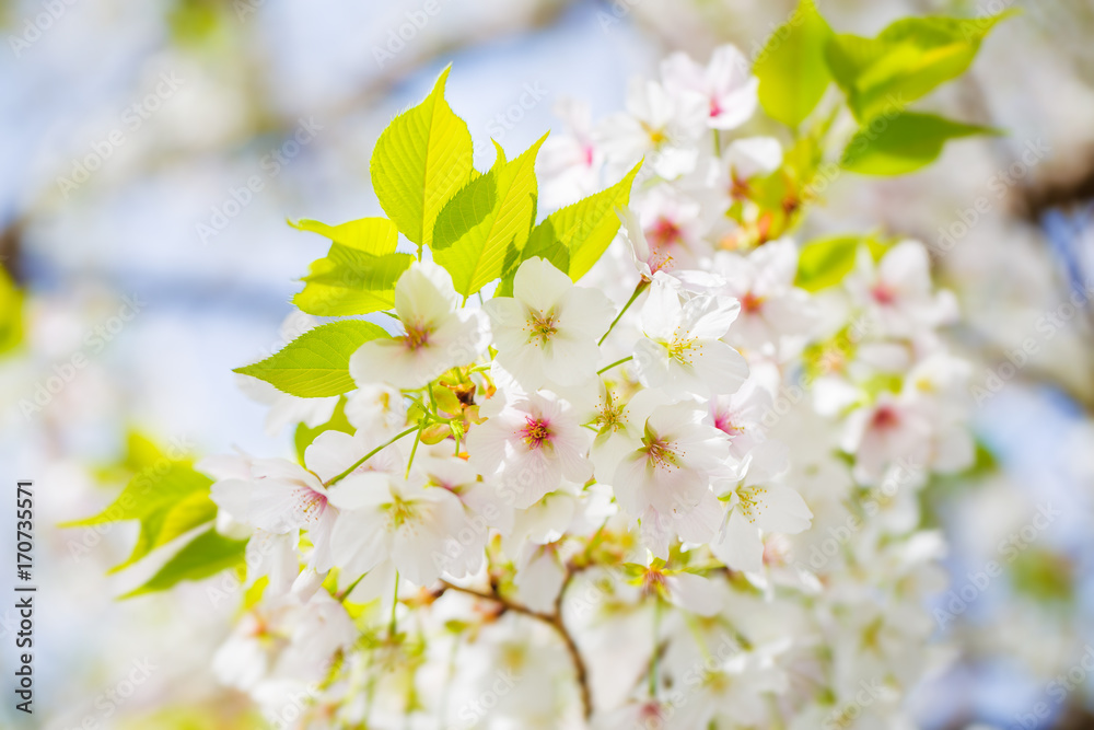 さくらの花