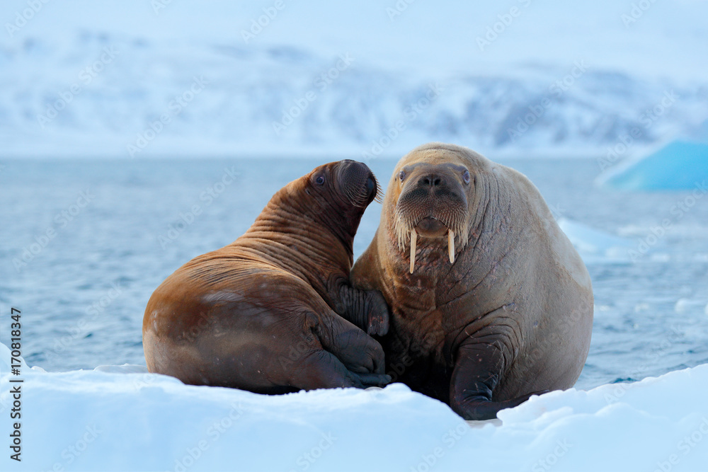 冷冰上的家庭。海象，Odobenus rosmarus，从白冰上的蓝色海水中伸出，Sva