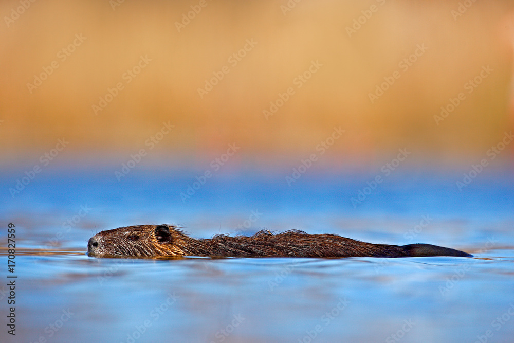 Nutria，Myocacastor coypus，水面上长着大牙的冬鼠。带坚果的晚光