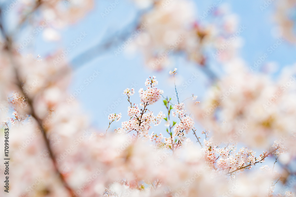 青空と桜