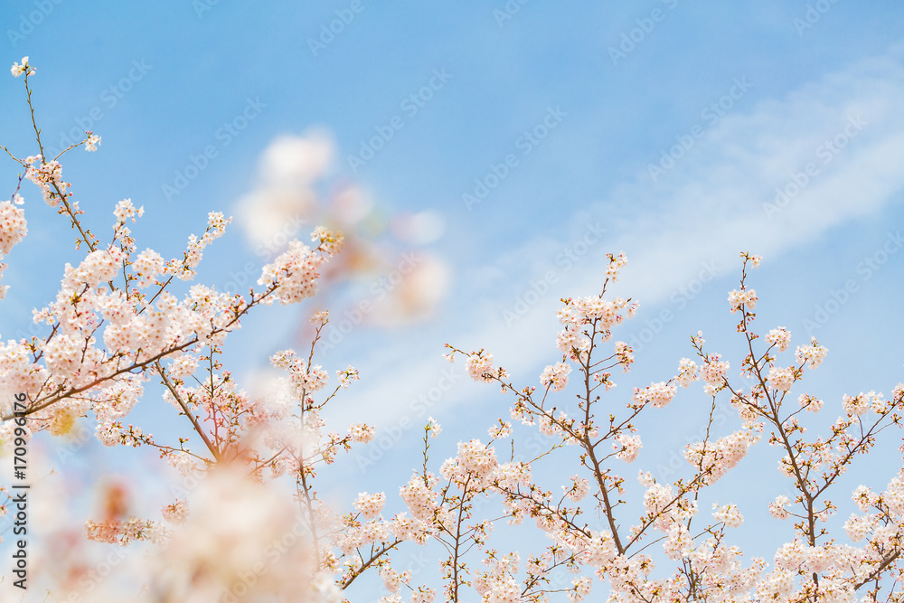 青空と桜