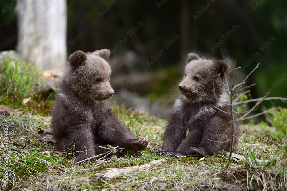 Brown bear cub