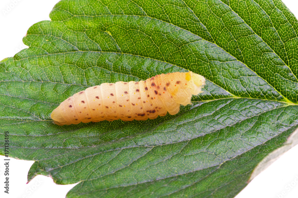  Сaterpillar on a white