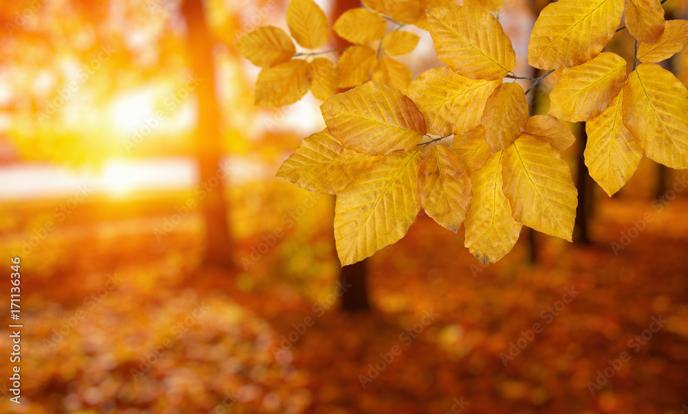  Autumn leaves on the sun