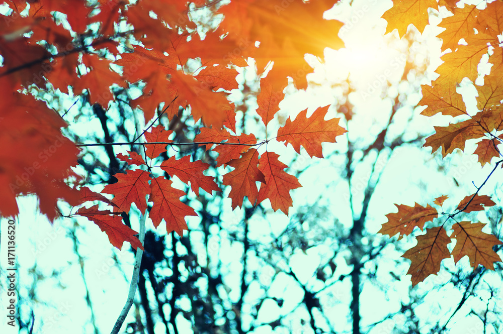 Autumn leaves and sun