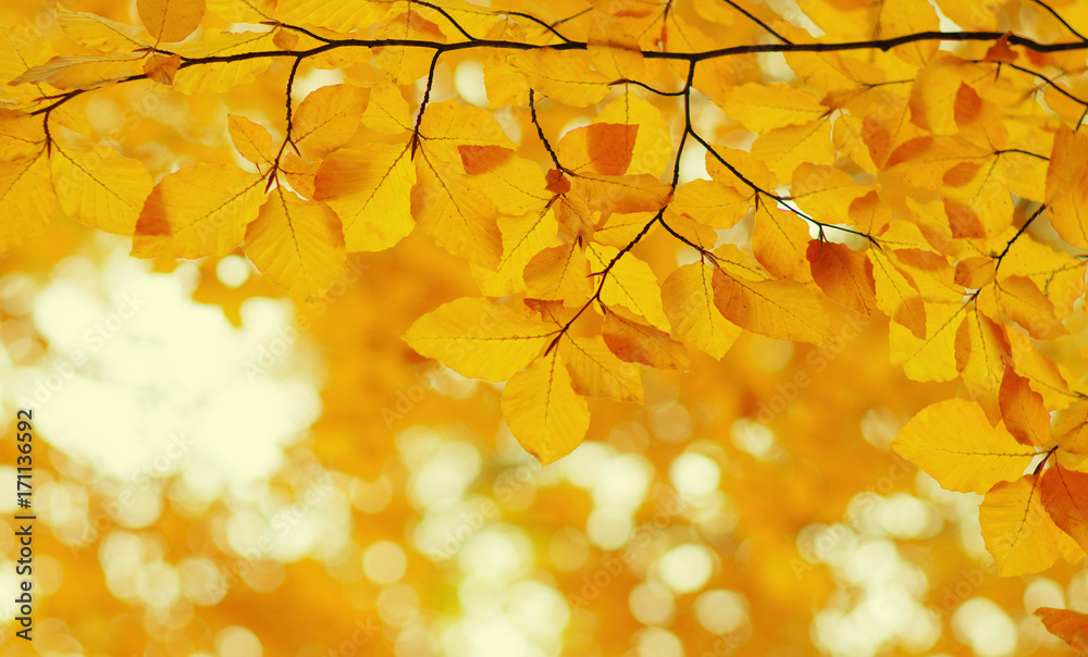  Autumn leaves  background.