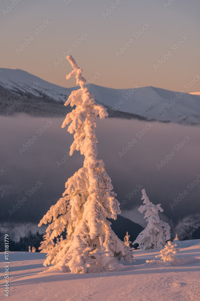 白雪皑皑的树木构成的戏剧性冬季场景。