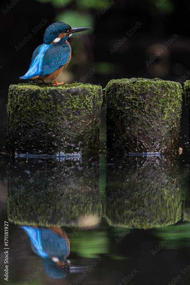 Eisvogel