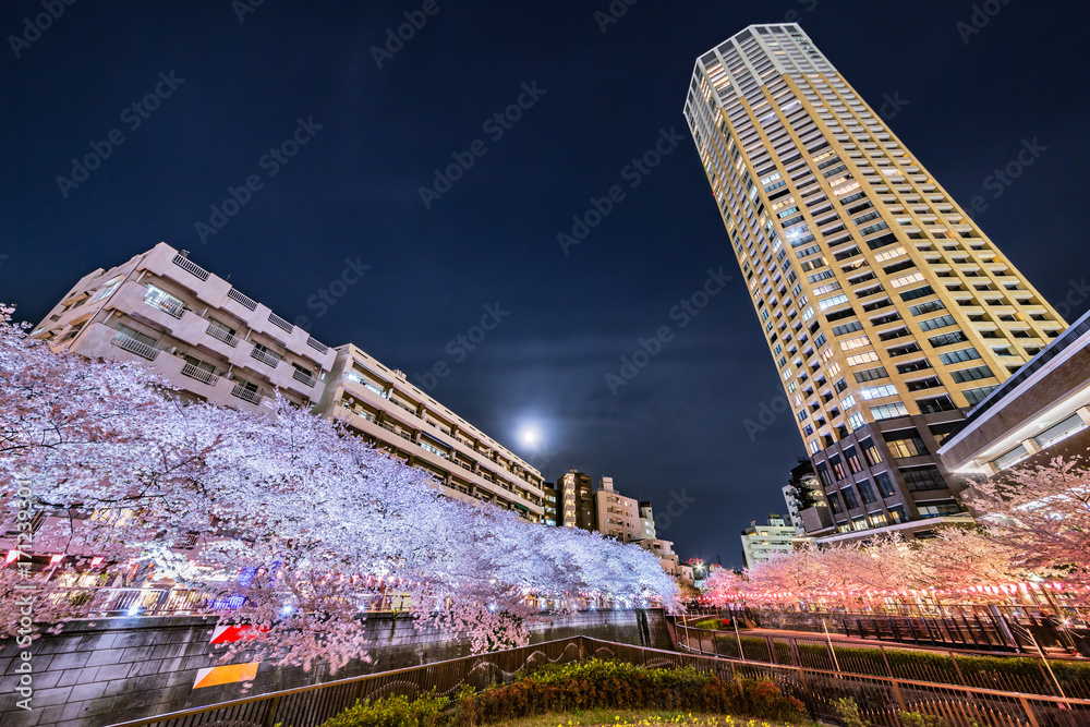 夜の桜と満月