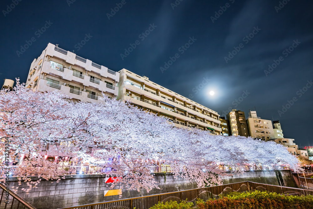 夜の桜と満月