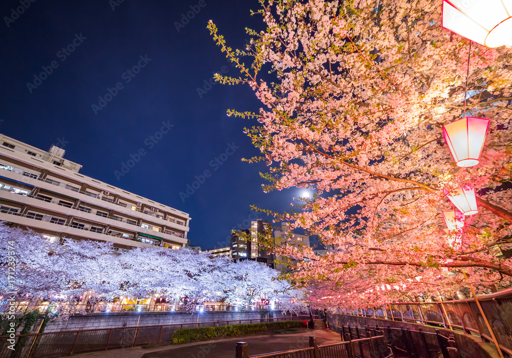 夜の桜と満月