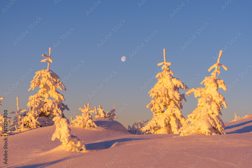 白雪皑皑的树木构成的戏剧性冬季场景。