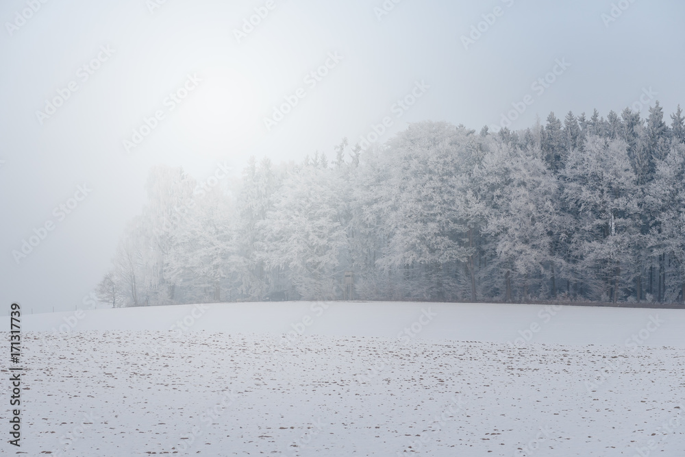 雾蒙蒙的冬季景观-白雪皑皑的森林里有霜冻的树木