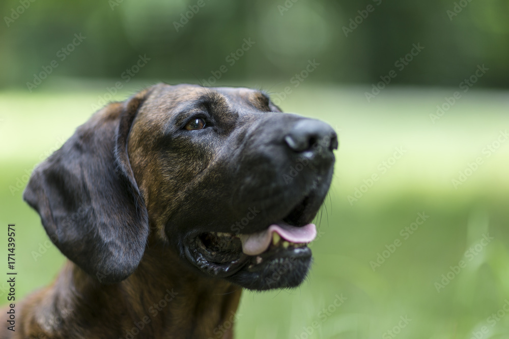 Hannoverscher Schweißhund