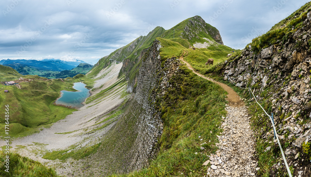 Kühe am weiden oberhalb vom Eissee, Berner Oberland, Brienzer Rothorn, Schweiz