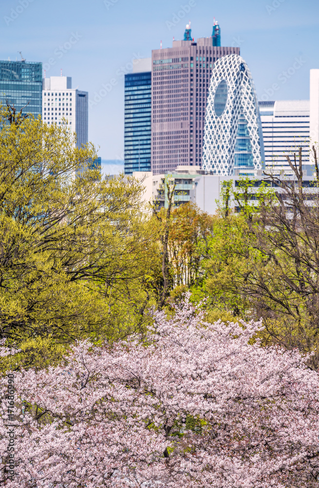 都会の桜