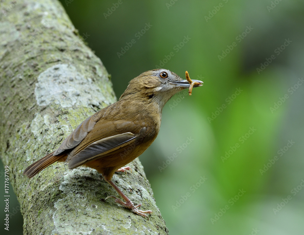 Abbots牙鲆（malacosinda abbotti）美丽的棕色鸟为它的小鸡采蠕虫，fascina