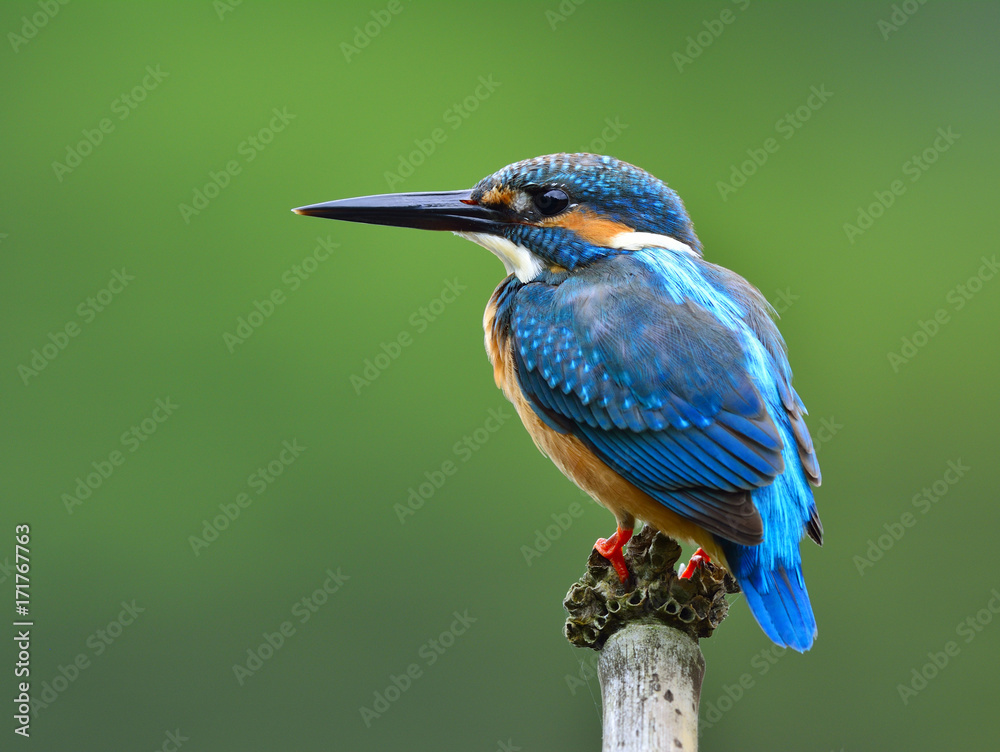 普通翠鸟（Alcedo atthis）欧亚或河流翠鸟的背面轮廓，一种华丽的蓝色鸟类