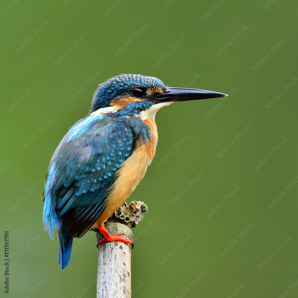 普通翠鸟（Alcedo atthis）欧亚或河流翠鸟的背面轮廓，一种华丽的蓝色鸟类