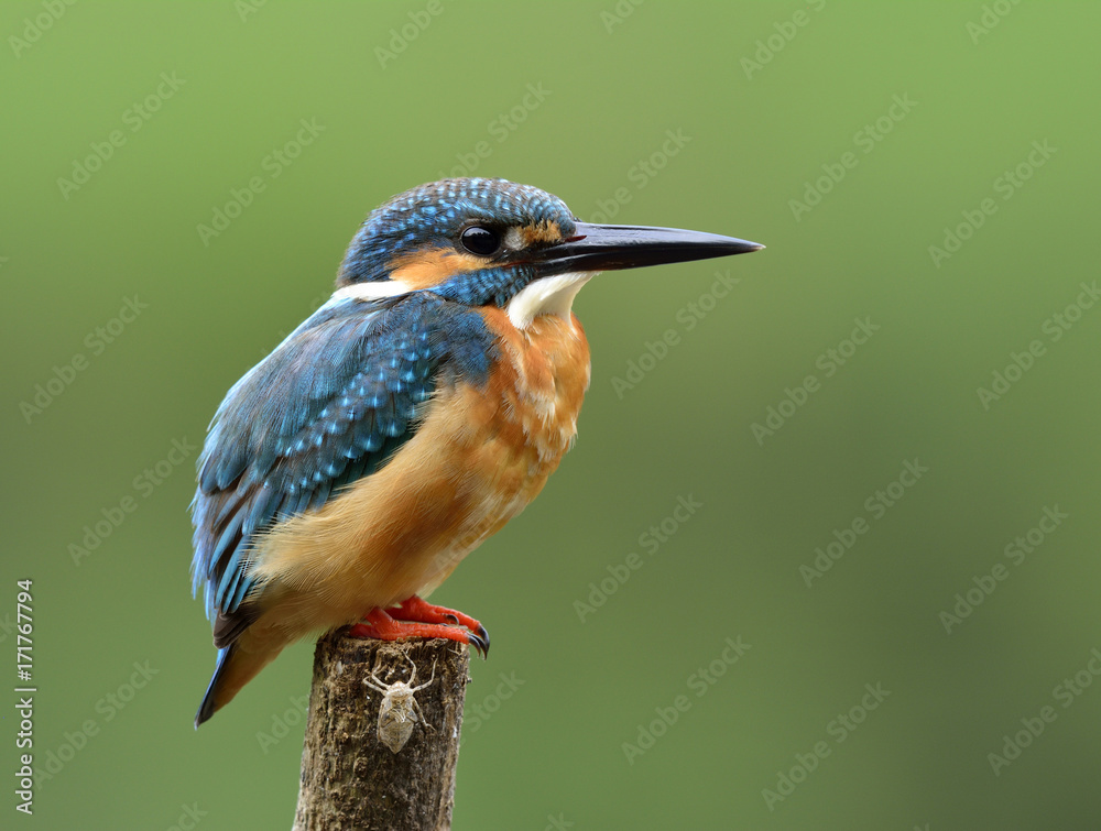 Beautifu beige andl blue bird, Common Kingfisher (Alcedo atthis) perching on a pole showing its side