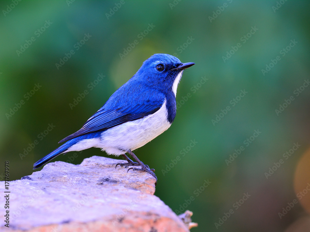 美丽的蓝鸟，Ultamarine Flycatcher（superciliaris ficedula）栖息在远处的岩石上