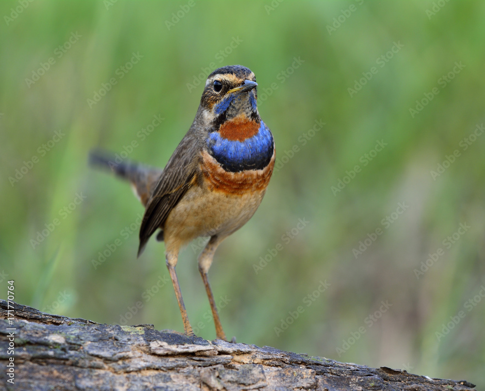 蓝喉（Luscinia svecica）是一种冬季来泰国旅游的鸟类，喉咙呈蓝色。