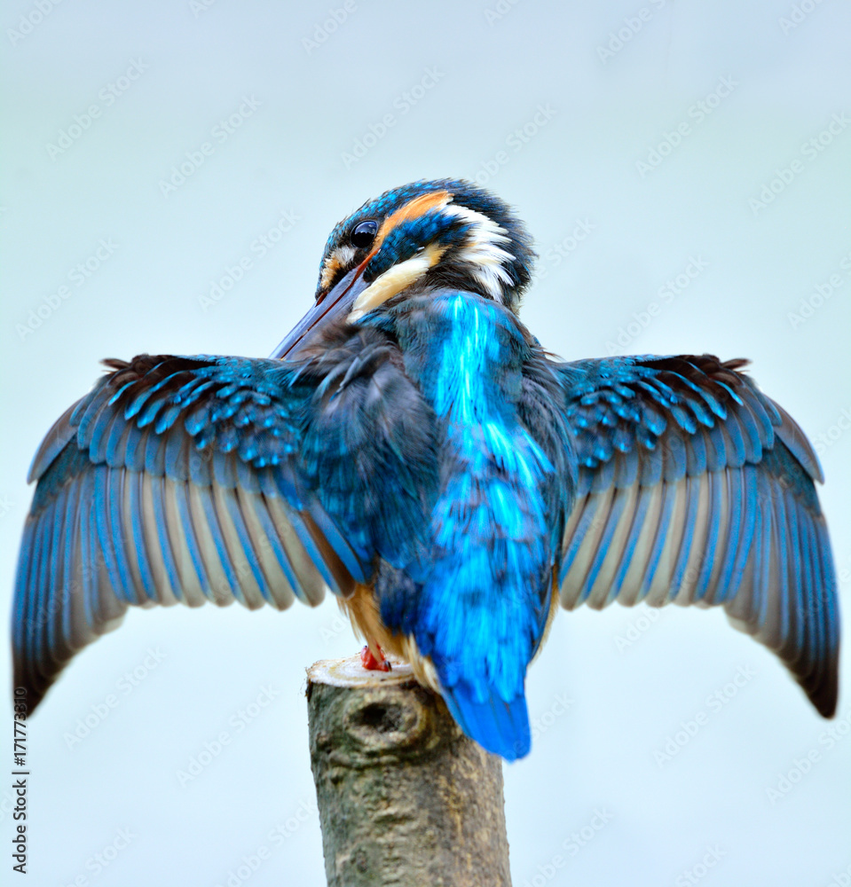 普通翠鸟（Alcedo atthis）美丽的蓝鸟在清洁身体时伸展翅膀