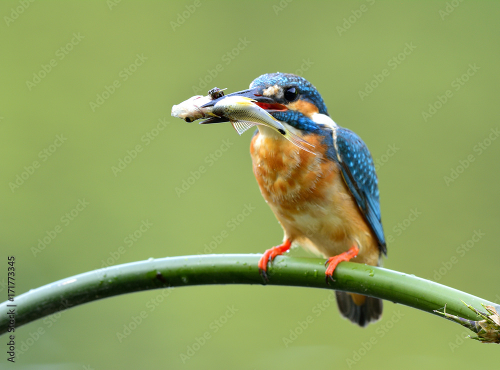 Common Kingfisher (Alcedo atthis)  Beautiful blue bird with brown belly fishing in the stream with a