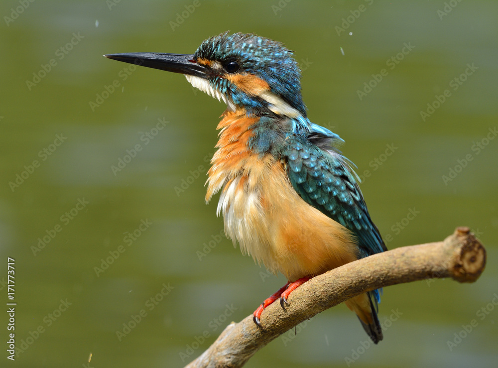 普通翠鸟（Alcedo atthis）栖息在sti上时长着尖刺羽毛的美丽蓝鸟