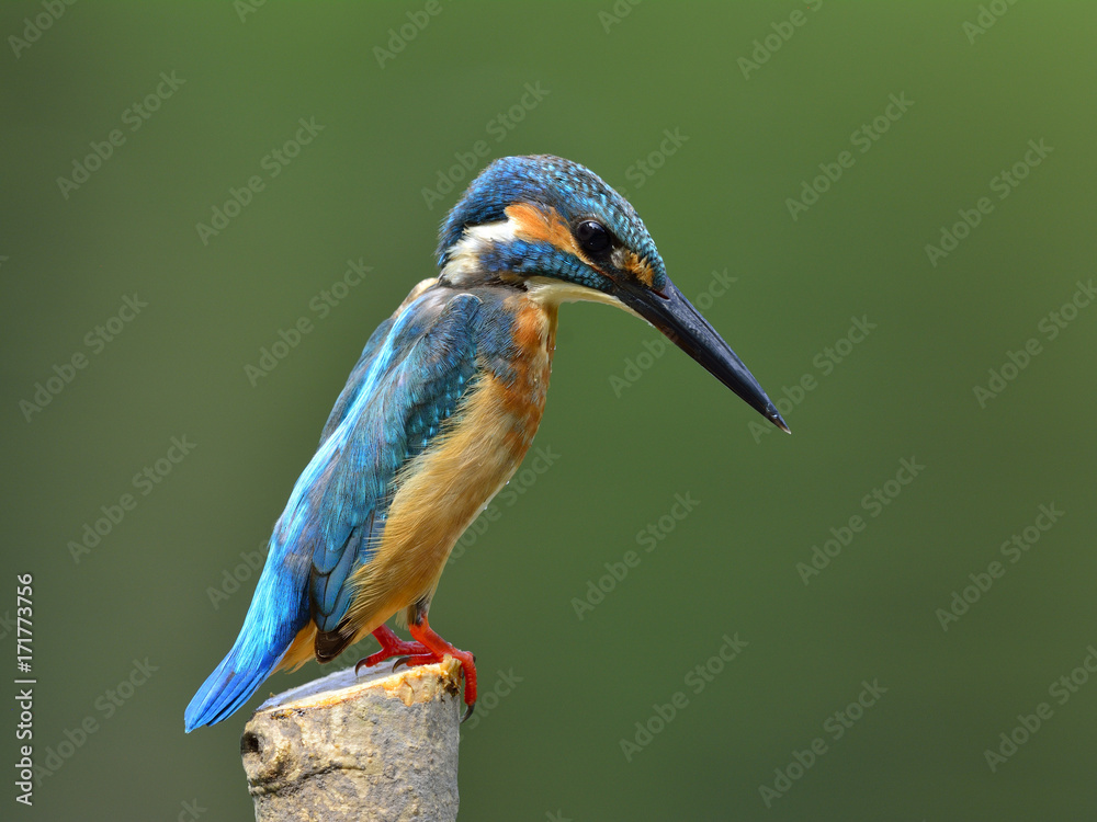 普通翠鸟（Alcedo atthis）在溪流中钓鱼时长身体的美丽蓝鸟，很有趣