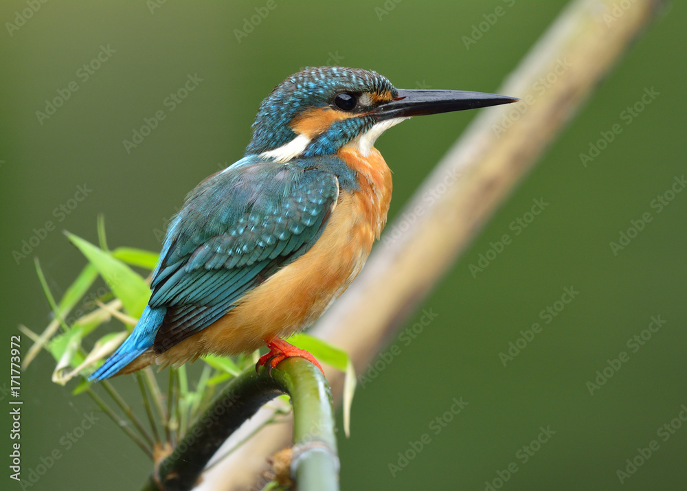 普通翠鸟（Alcedo atthis）美丽的绿色和绿松石蓝色的鸟，可爱地栖息在麸皮上