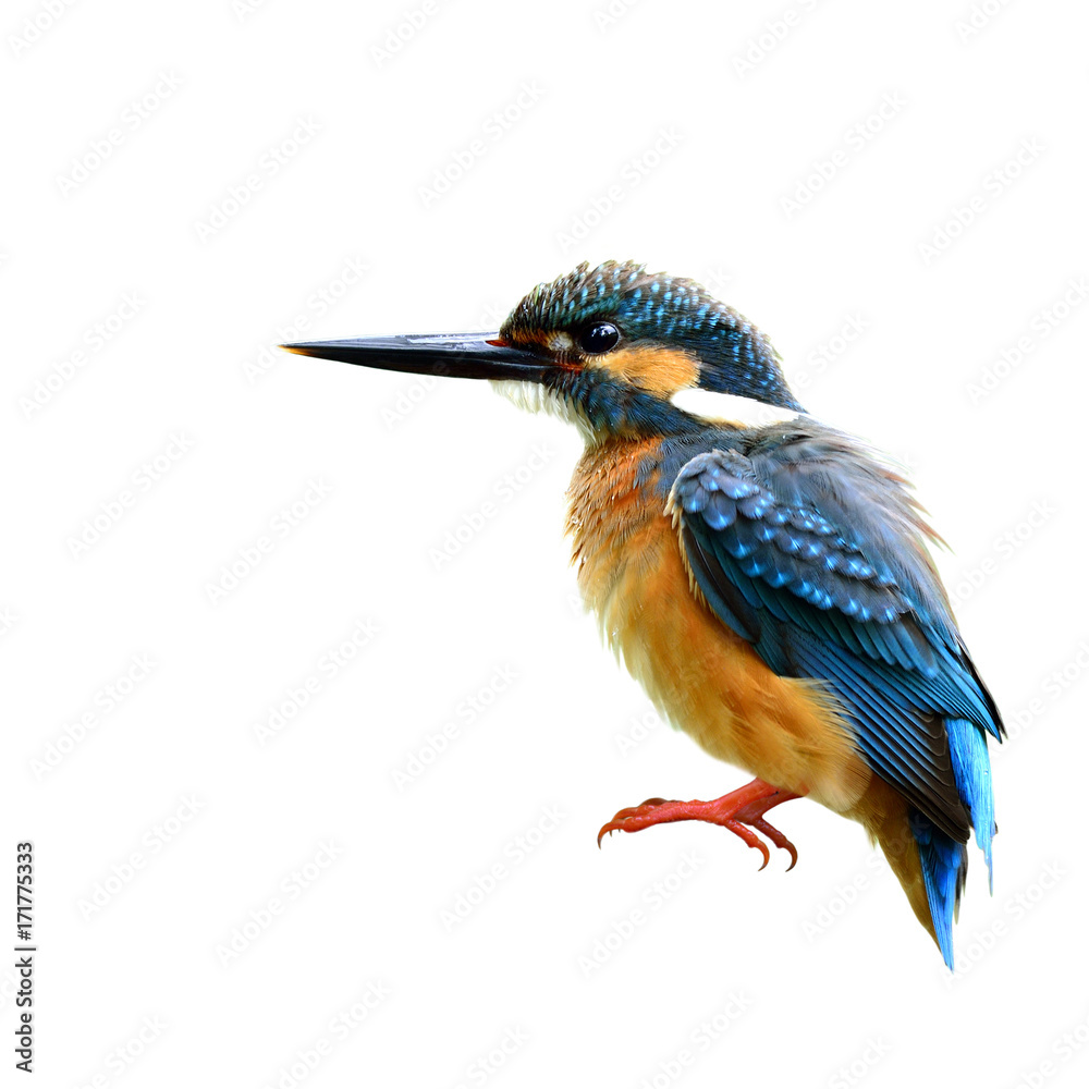 Common kingfisher (Alcedo atthis) a beautiful blue bird with puffy feathers isolated on white backgr