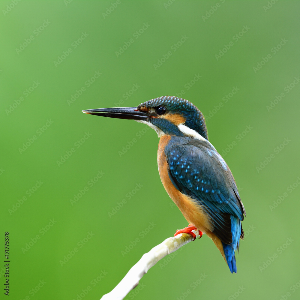 普通翠鸟（Alcedo atthis），一只美丽的蓝色鸟，栖息在模糊的树枝上