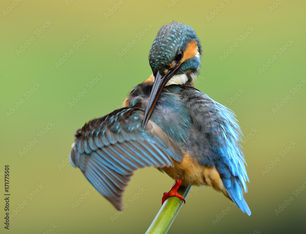 普通翠鸟（Alcedo atthis）在栖息时清洁翅膀