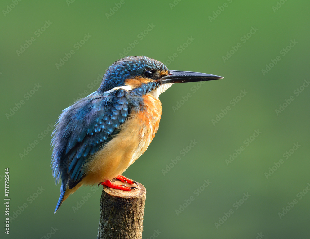 普通翠鸟（Alcedo atthis）是一种美丽的、胖乎乎的蓝色鸟，露出蓬松的羽毛。