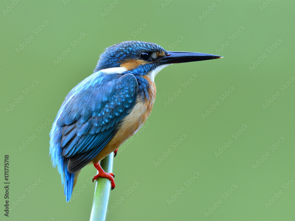 Common Kingfisher (Alcedo atthis) a lovely blue bird perching on bamboo stick in very soft green blu