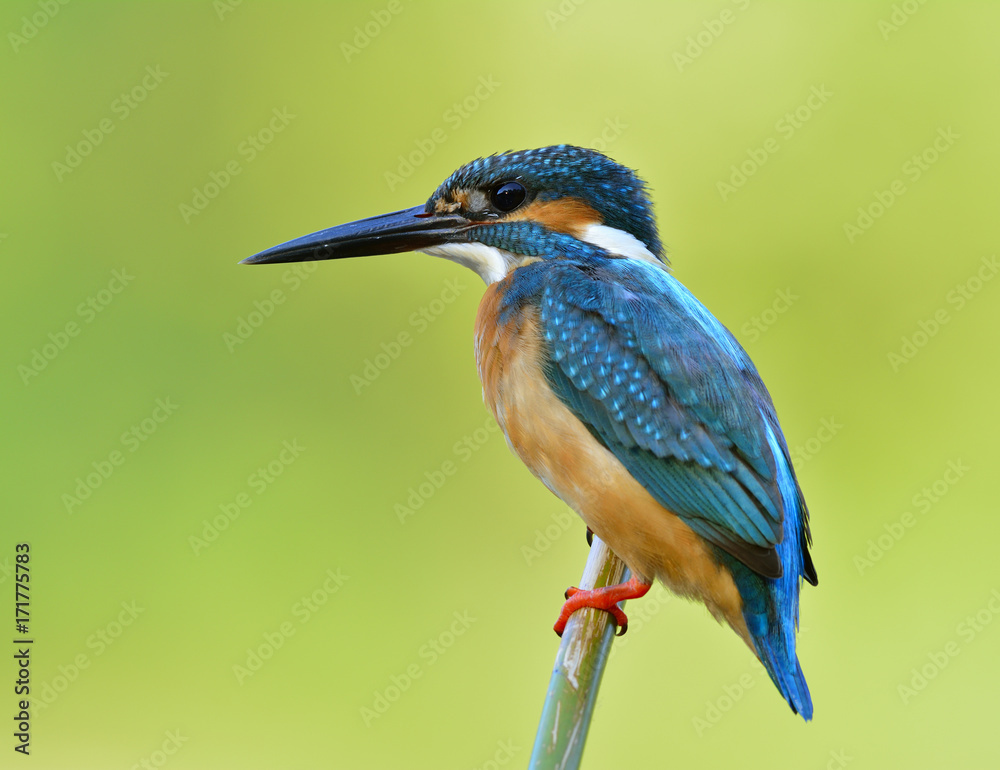 普通翠鸟（Alcedo atthis），一只可爱的蓝鸟，栖息在竹竿上，热衷于在str钓鱼