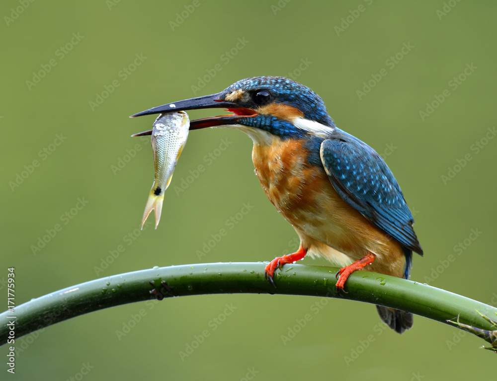 普通翠鸟（Alcedo atthis）栖息时嘴里叼着新鲜的鱼。